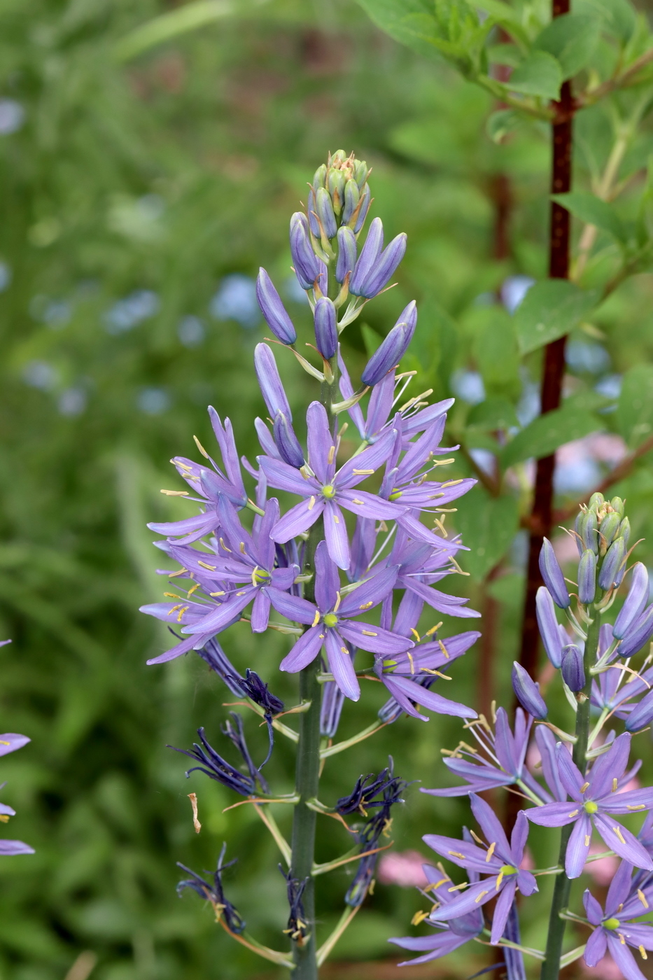 Изображение особи Camassia leichtlinii.