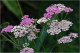 Achillea millefolium