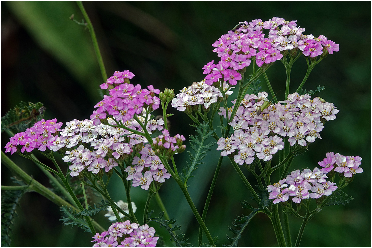 Изображение особи Achillea millefolium.