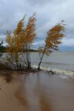 Betula pendula. Растения с листвой в осенней окраске, подмытые штормом. Ленинградская обл., окр. пос. Большая Ижора, берег Финского залива, песчаный пляж. 15.10.2023.