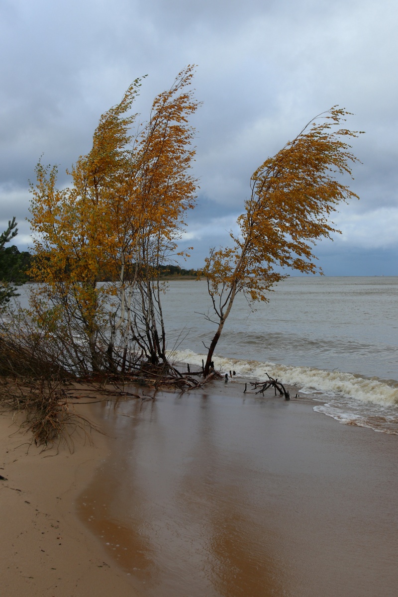 Image of Betula pendula specimen.