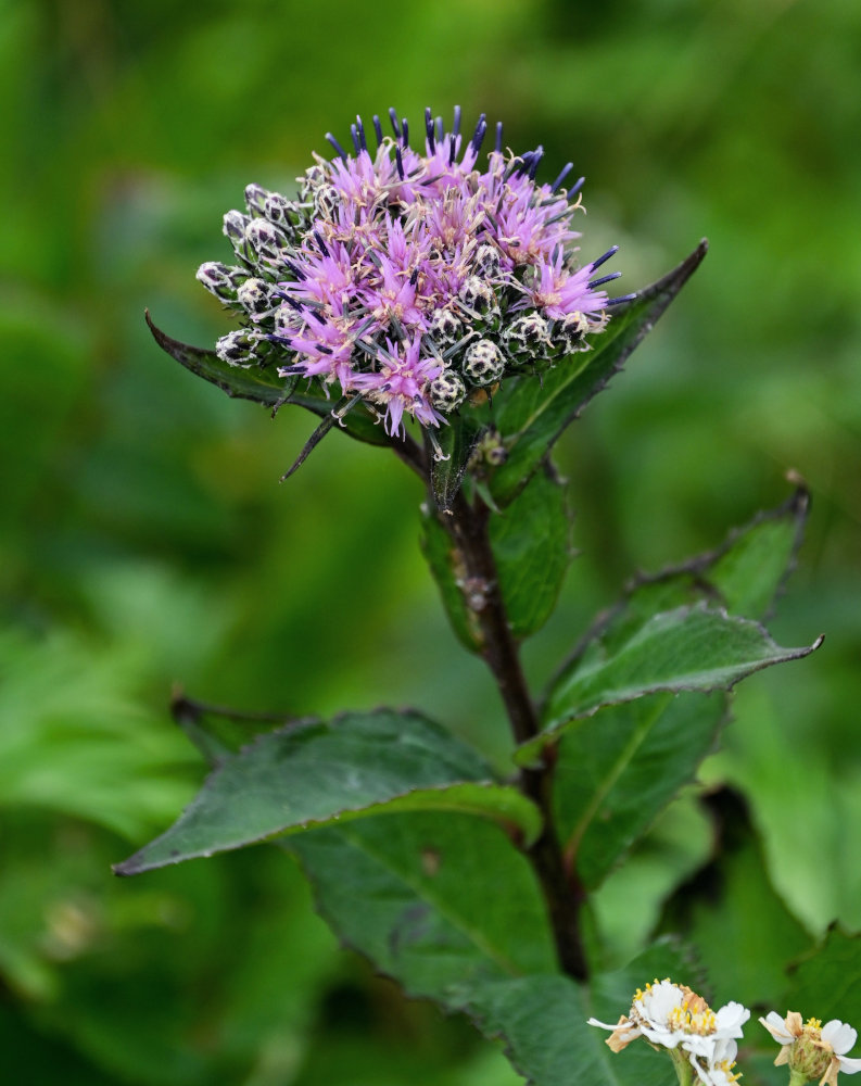 Изображение особи Saussurea riederii.