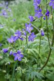 Polemonium caeruleum. Верхушка растения с соцветиями. Чувашия, Шемуршинский р-он, Национальный парк \"Чаваш вармане\". 22 июня 2008 г.