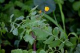 Sonchus oleraceus. Верхушка побега с распускающимися и нераспустившимися соцветиями в каплях росы. Марокко, обл. Рабат - Сале - Кенитра, г. Рабат, окраина каменистого пляжа. 07.01.2023.