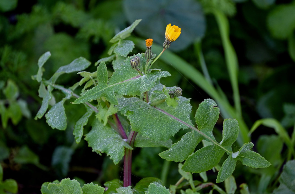 Изображение особи Sonchus oleraceus.