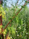 Artemisia annua