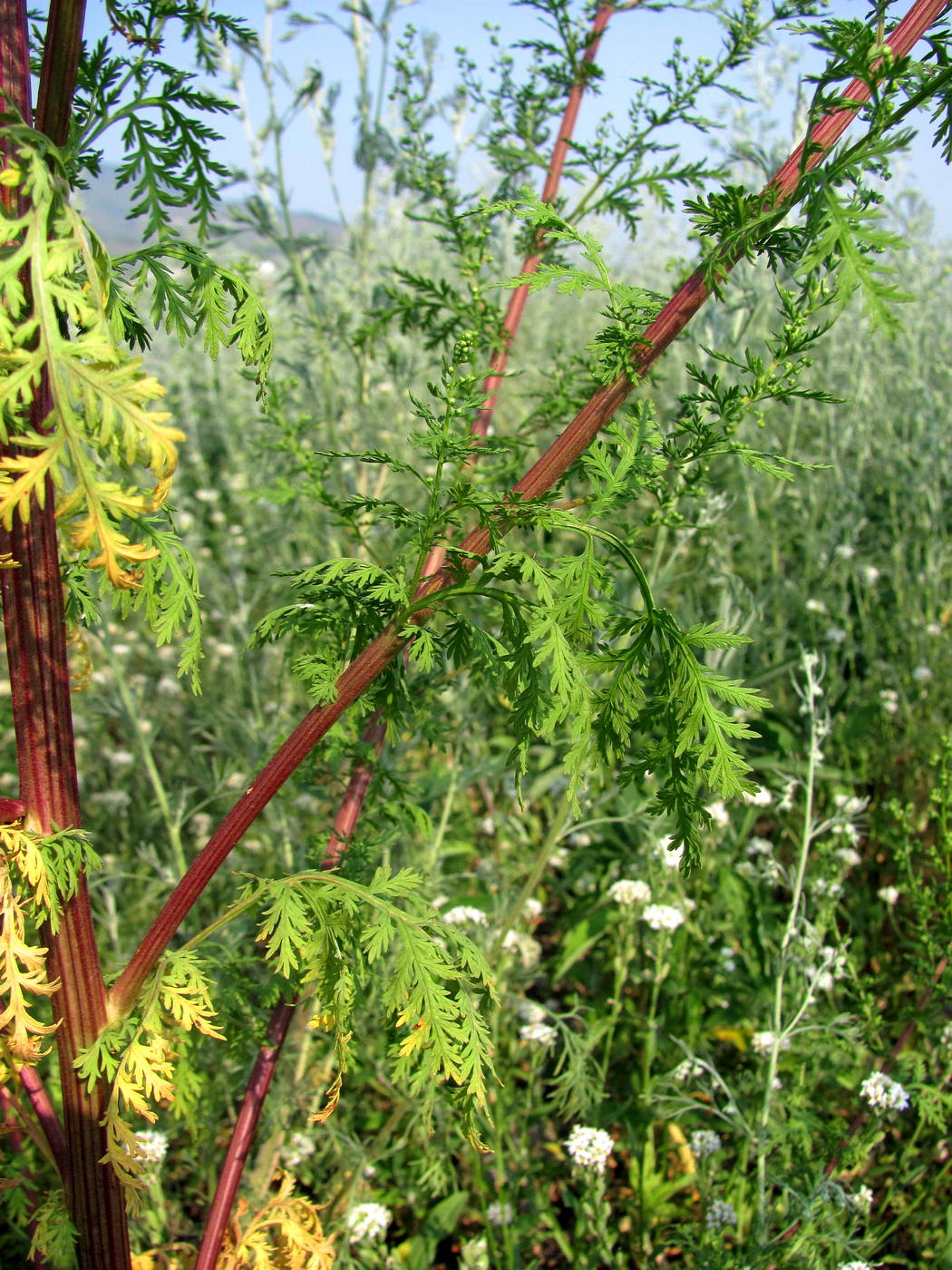 Изображение особи Artemisia annua.