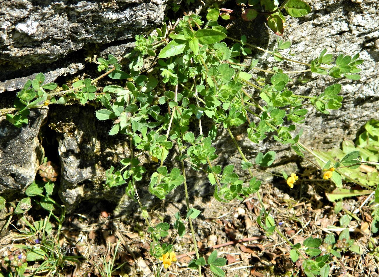 Image of Lotus angustissimus specimen.