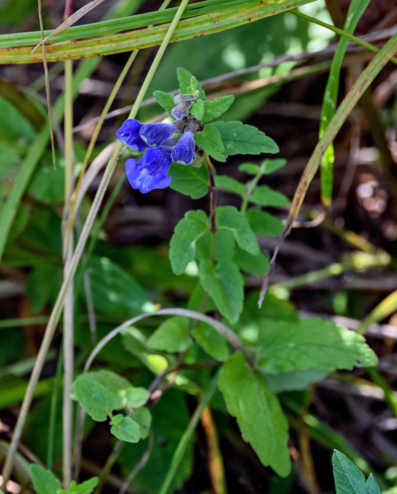 Image of Scutellaria strigillosa specimen.