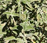 Phlomis variety occidentalis