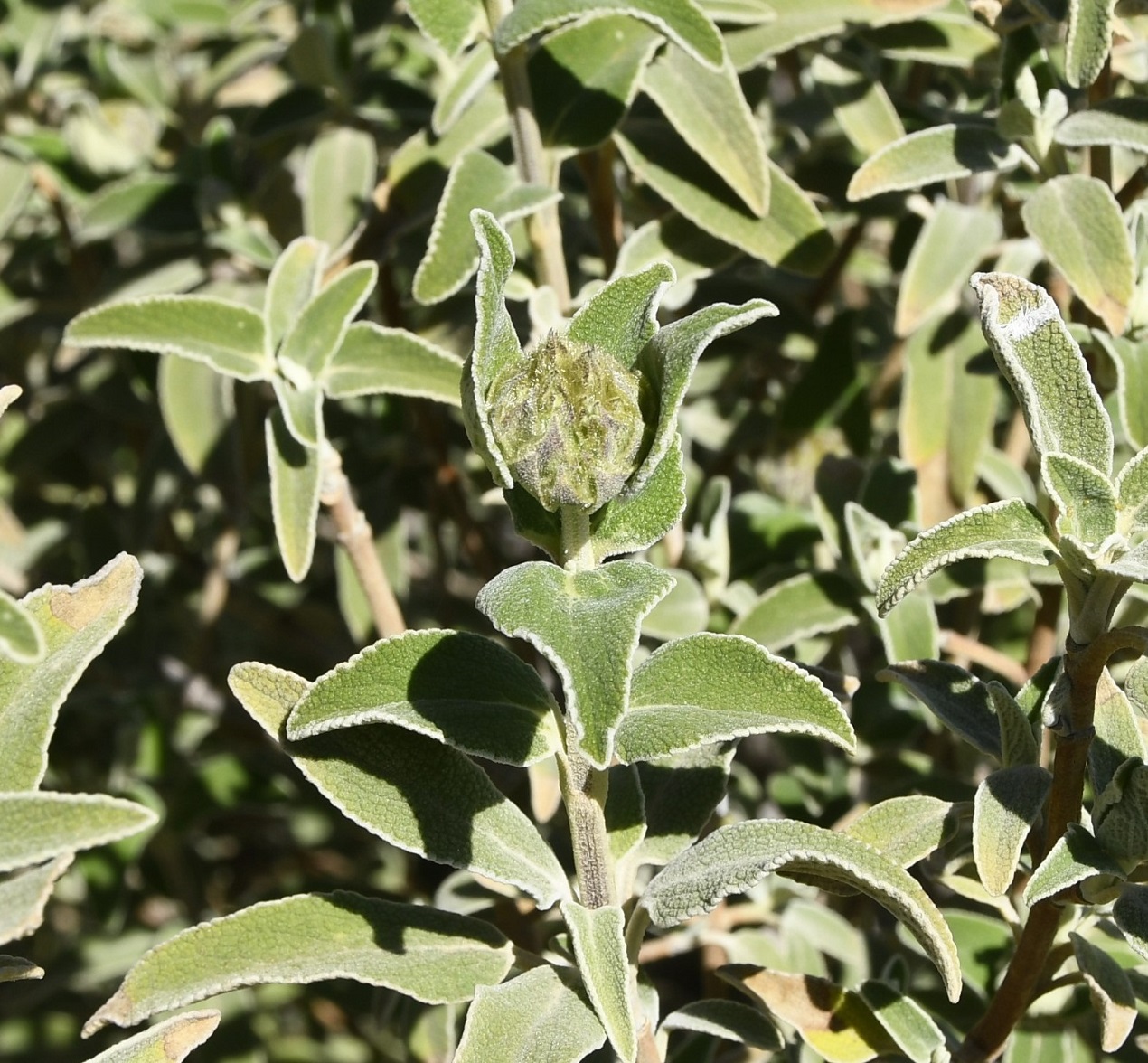 Image of Phlomis cypria var. occidentalis specimen.