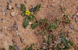 genus Tribulus