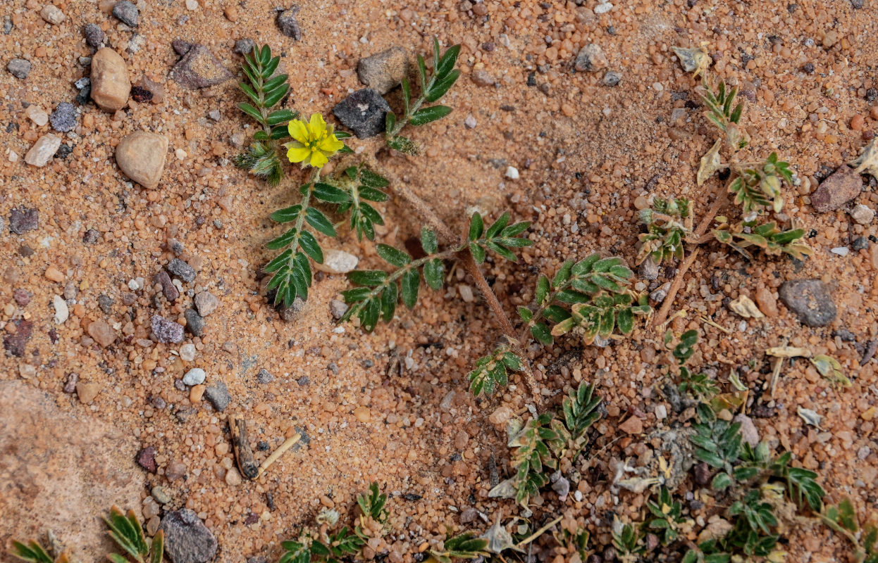 Изображение особи род Tribulus.