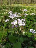 Cardamine tenera