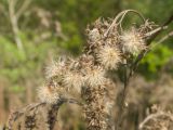 род Solidago. Часть прошлогоднего соплодия. Краснодарский край, Крымский р-н, окр. станицы Неберджаевская, долина р. Неберджай, приречный луг. 20.04.2024.