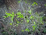 Euonymus verrucosus. Верхушка веточки с соцветиями в бутонах. Ростовская обл., окр. г. Донецк, правый берег р. Северский Донец, дубово-вязовый лес. 09.04.2024.