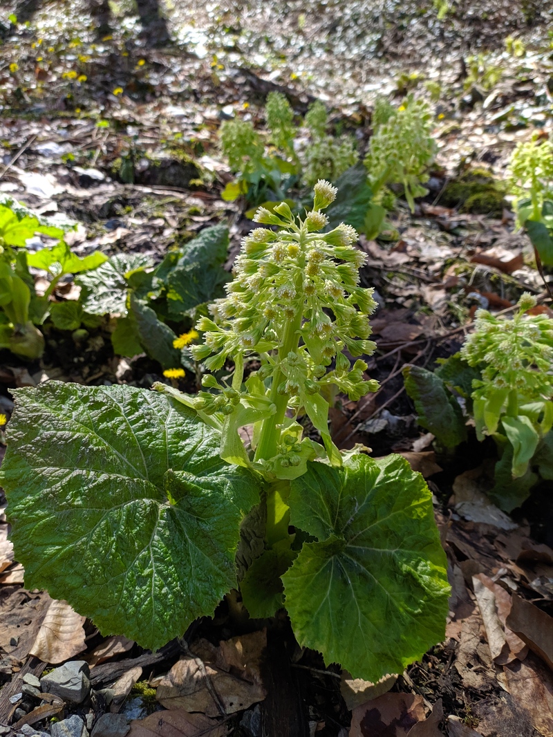 Изображение особи Petasites albus.