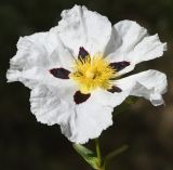 Cistus ladanifer