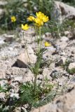 Ranunculus regelianus