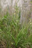 Epipactis palustris