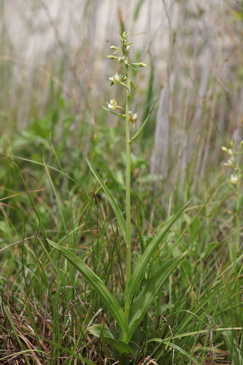 Image of Epipactis palustris specimen.