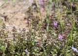 род Teucrium. Верхушки растений в начале цветения. Испания, Каталония, пров. Жирона, комарка Ла-Гарроча, муниципалитет Ла-Валь-де-Бианья, подр-н (субкомарка) Л’Альта-Гарроча, 870 м н.у.м., перевал Capsacosta, крутой склон южной экспозиции, смешанный лес, обочина дороги. 16.06.2024.