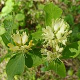 Lonicera chrysantha