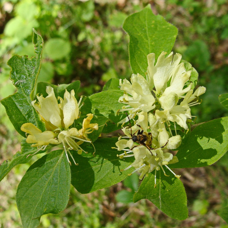 Изображение особи Lonicera chrysantha.