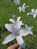 Campanula patula. Цветки (белая форма). Коми, окр. г. Сыктывкар, долина р. Вычегда, Алёшино, луг. 23.06.2010.