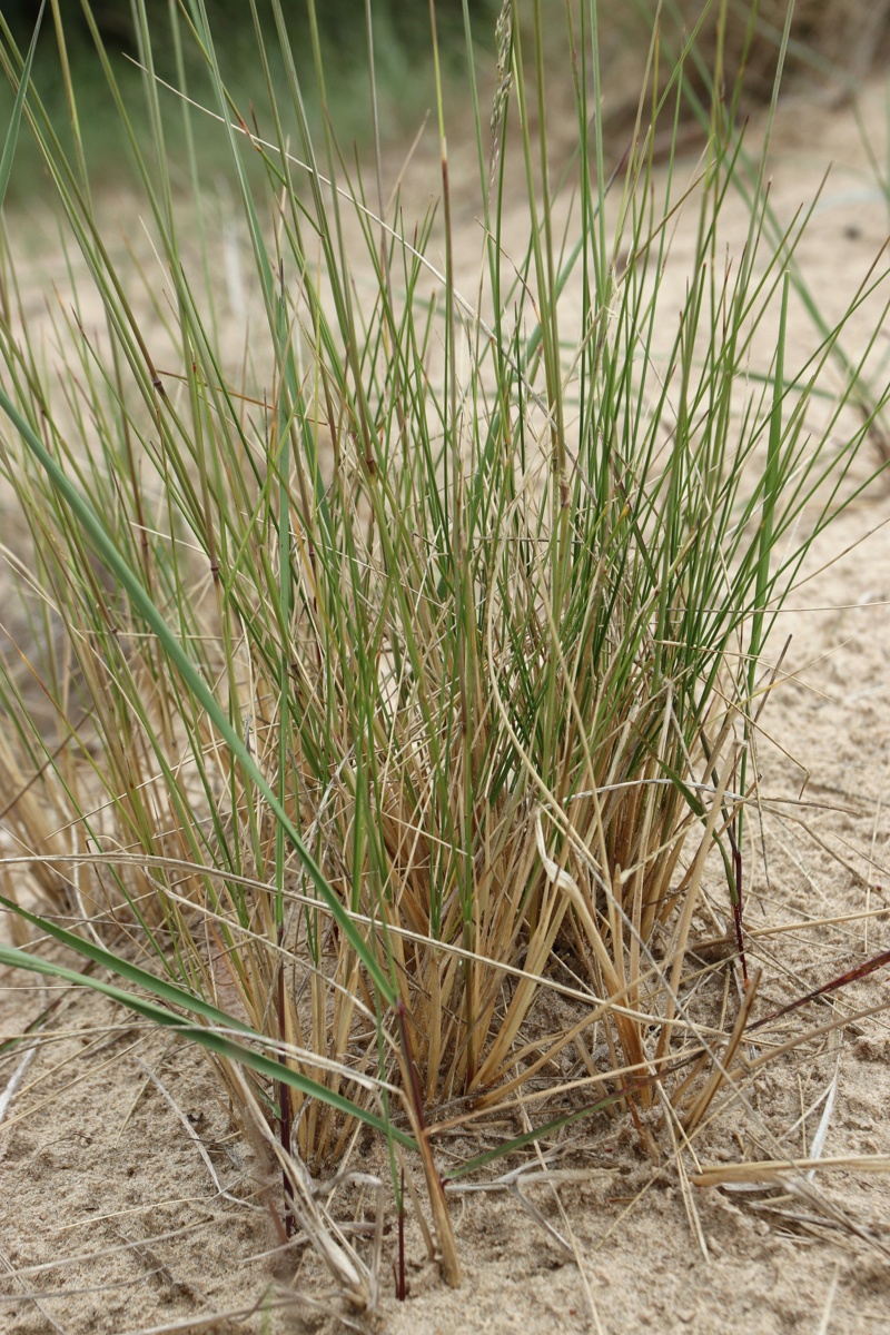 Изображение особи Festuca sabulosa.