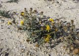 Jasonia tuberosa. Цветущие и плодоносящие растения. Испания, Каталония, пров. Жирона, комарка Сельва, муниципалитет Сускеда, перевал Майа (Coll de Malla), 1010 м н.у.м, сложенный мергелями холм. 16.10.2024.