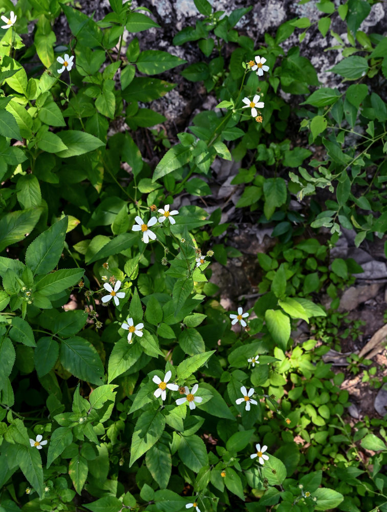 Изображение особи Bidens pilosa.