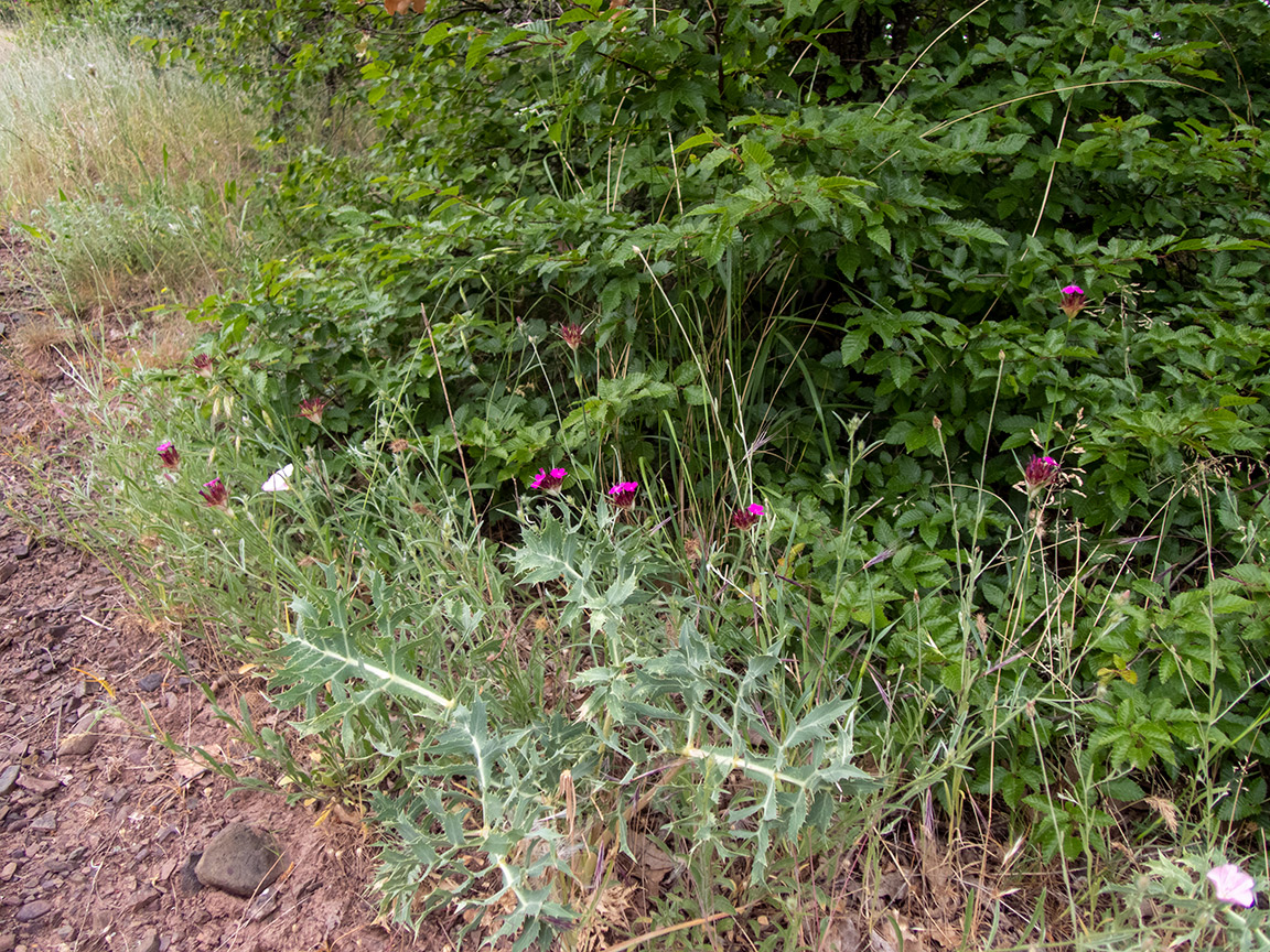 Изображение особи Dianthus capitatus.