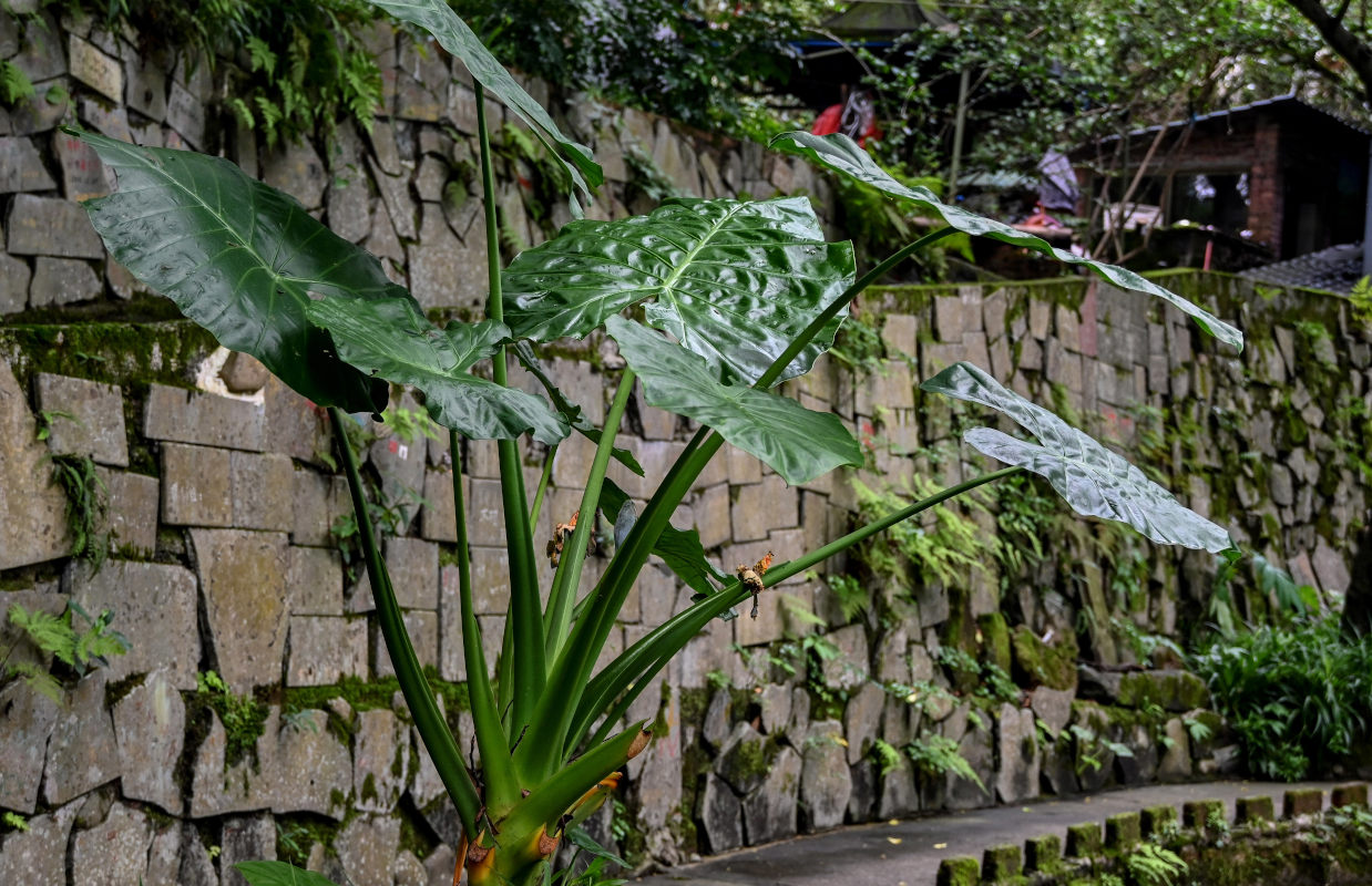 Image of Alocasia macrorrhizos specimen.