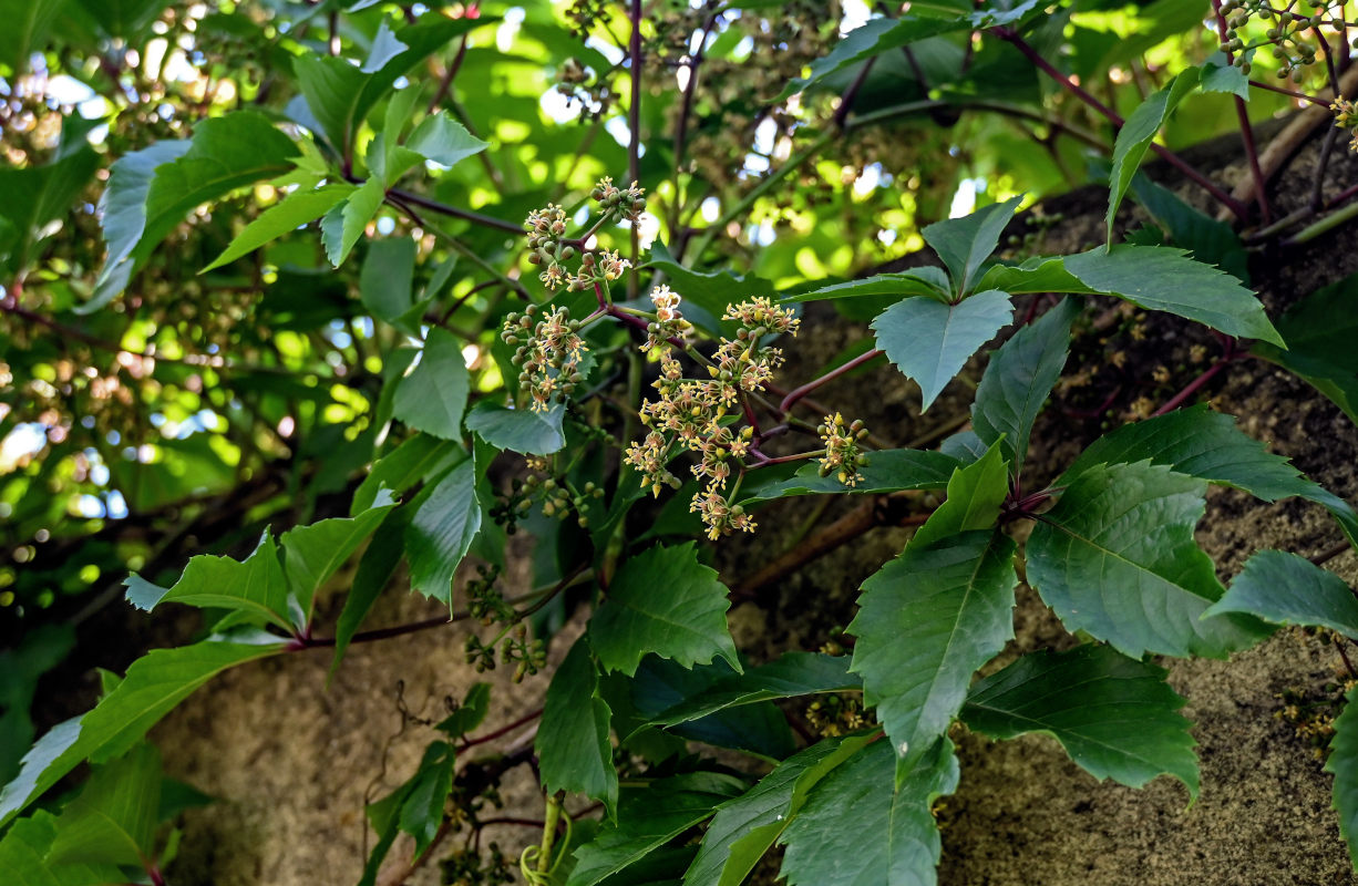 Image of Parthenocissus inserta specimen.