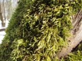 семейство Brachytheciaceae