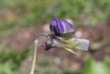 Viola tricolor
