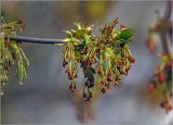Acer negundo