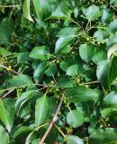 Rhamnus tinctoria