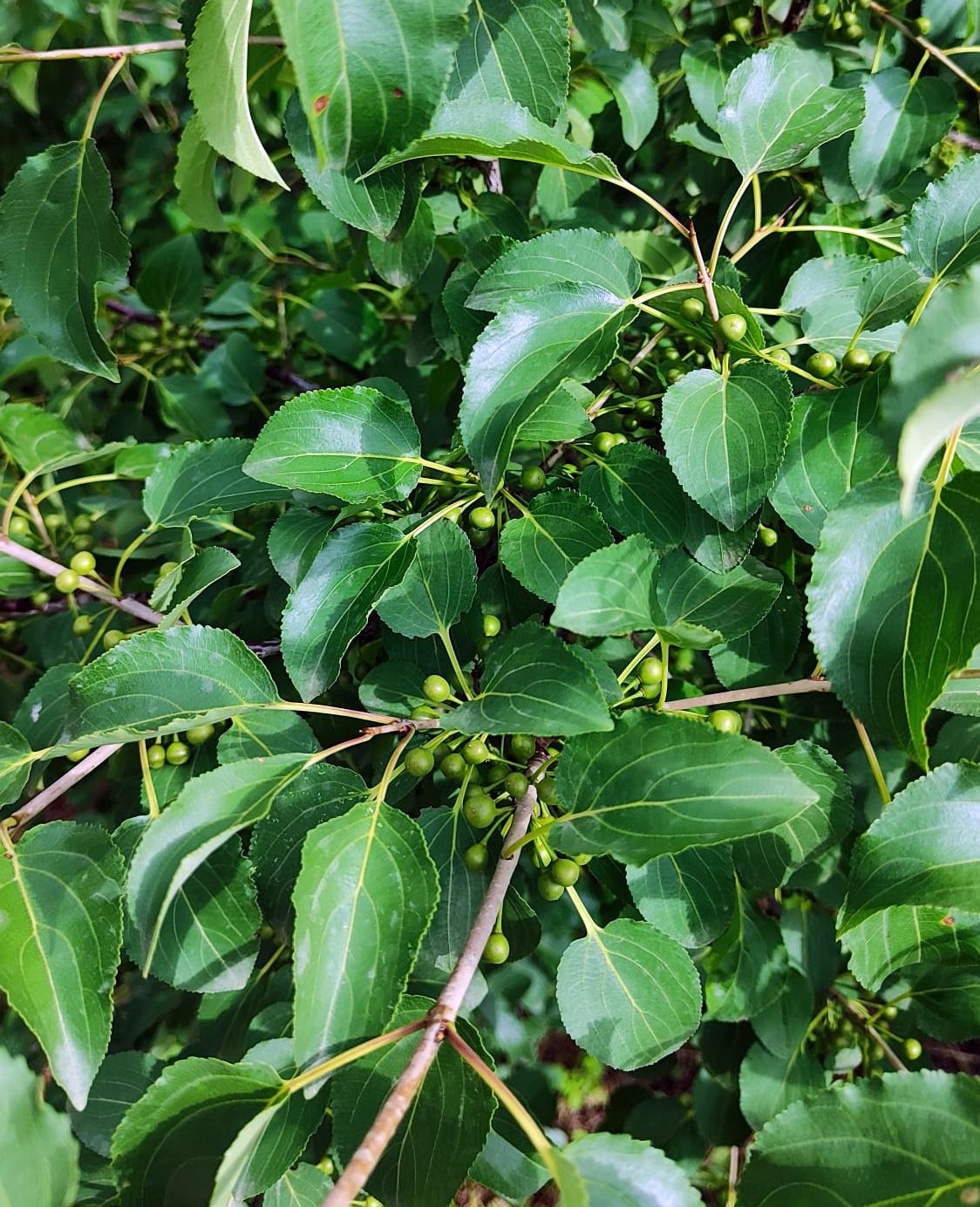 Image of Rhamnus tinctoria specimen.