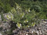 Salvia scabiosifolia