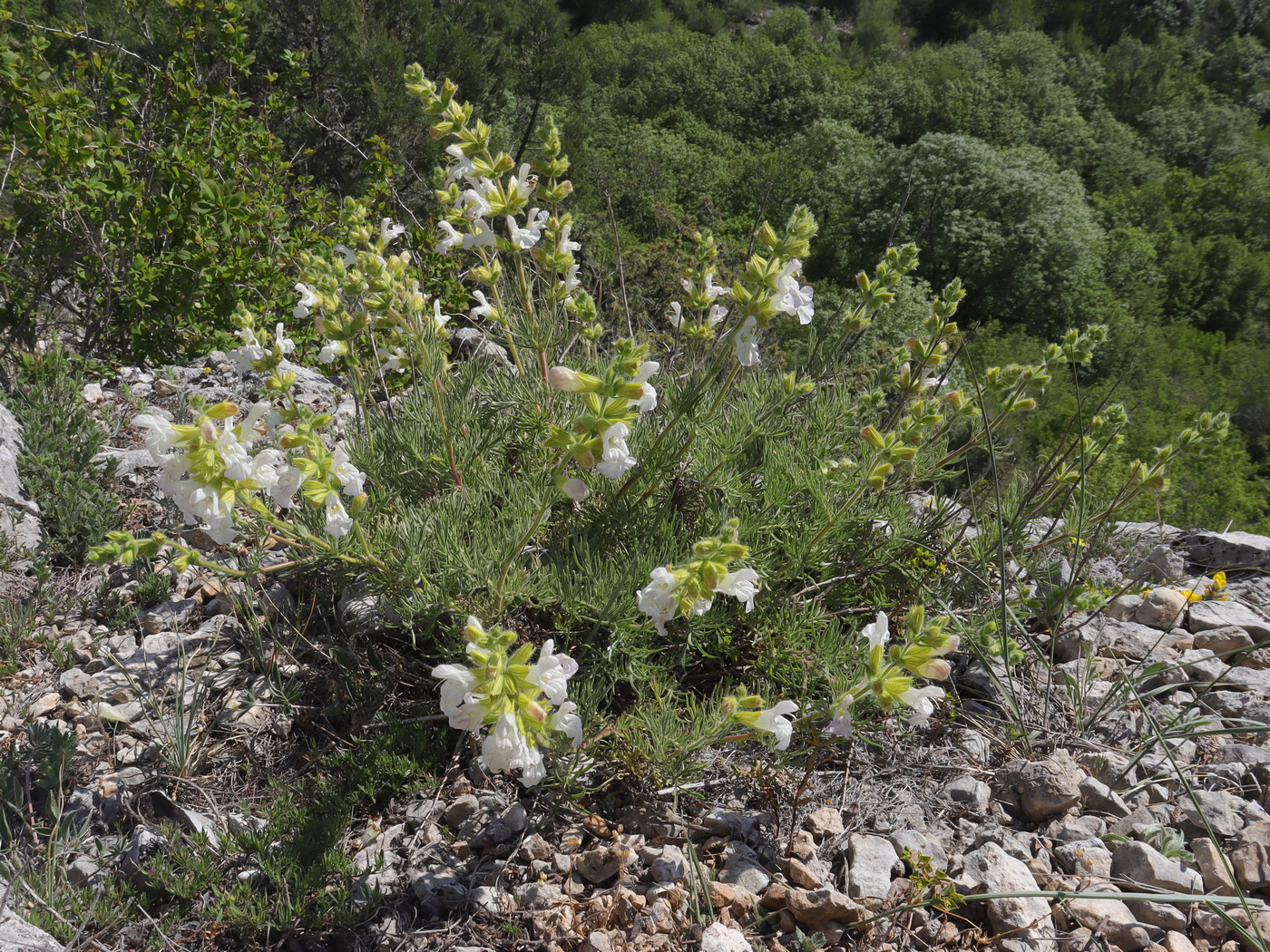 Image of Salvia scabiosifolia specimen.