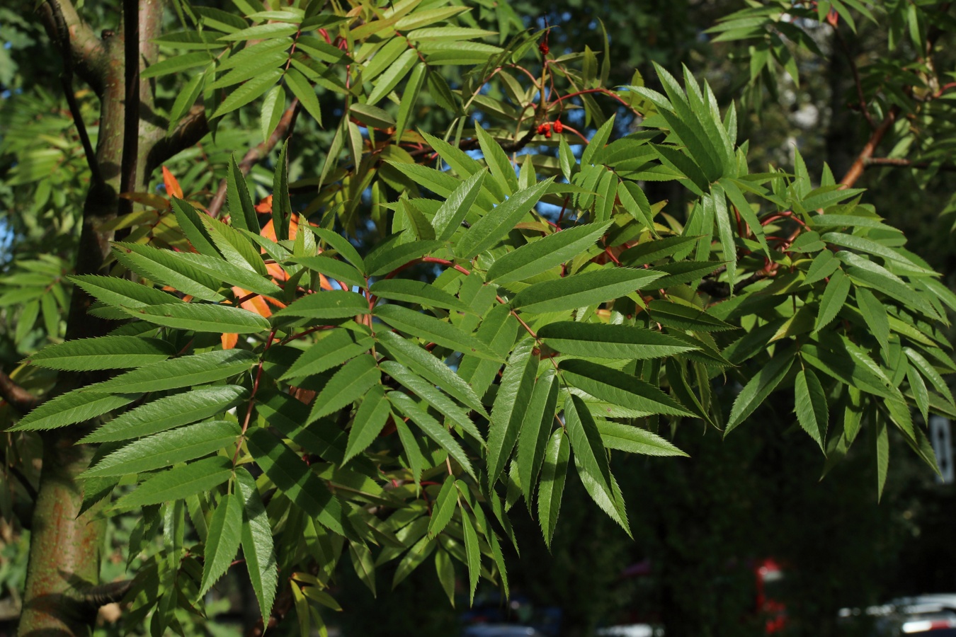 Image of genus Sorbus specimen.