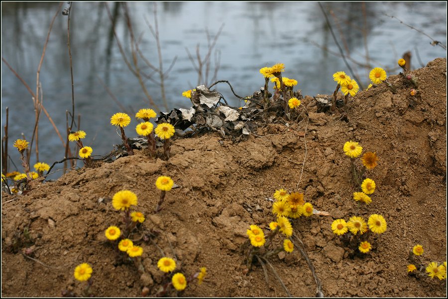 Изображение особи Tussilago farfara.