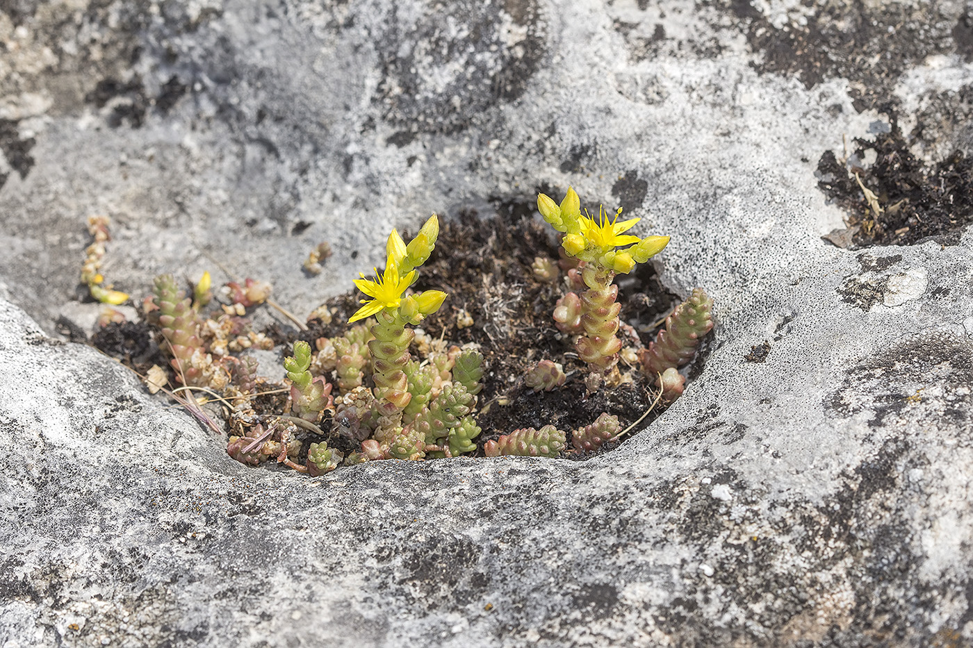 Image of Sedum acre specimen.