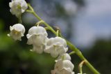Convallaria keiskei