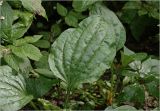 Plantago major