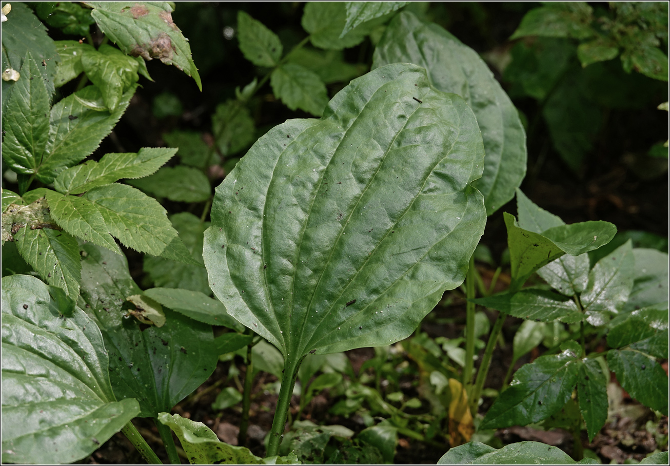 Image of Plantago major specimen.