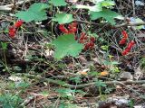 Ribes rubrum. Часть ветви с соплодиями. Ульяновск, Заволжский р-н, сосняк. 08.07.2025.