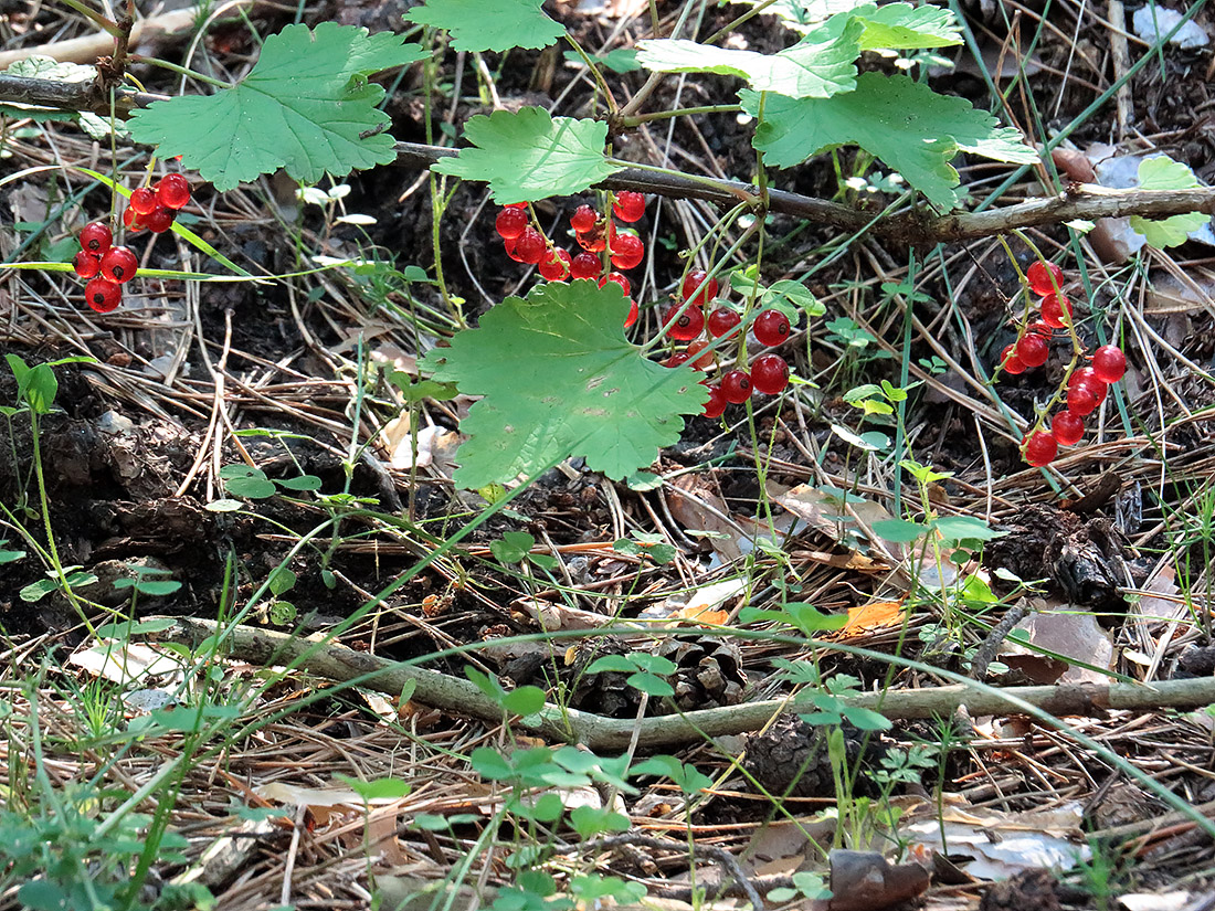 Изображение особи Ribes rubrum.